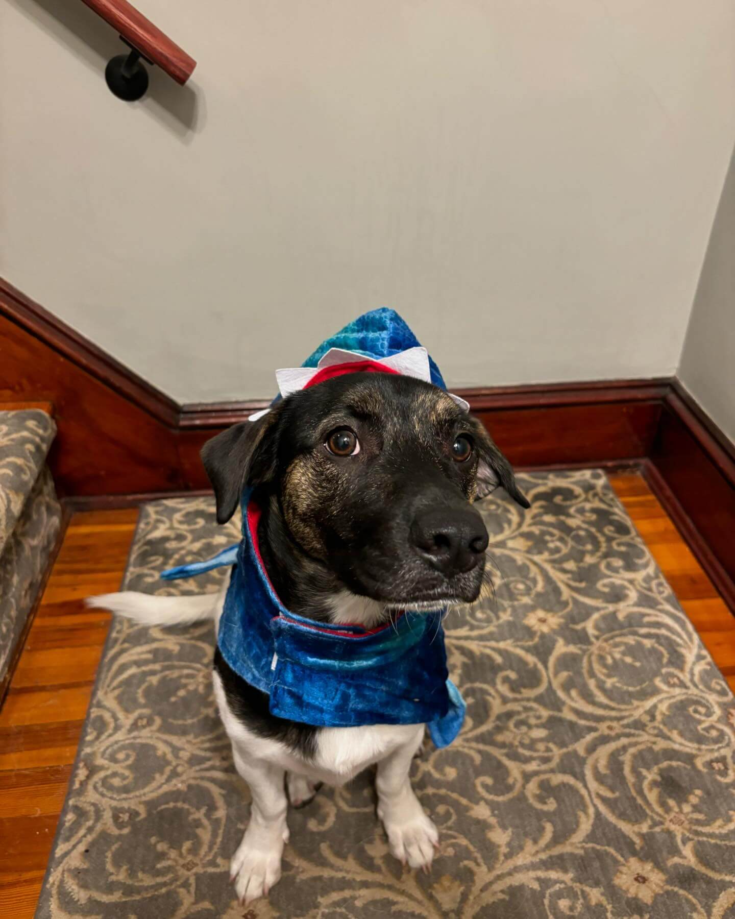 Norman the 🦈