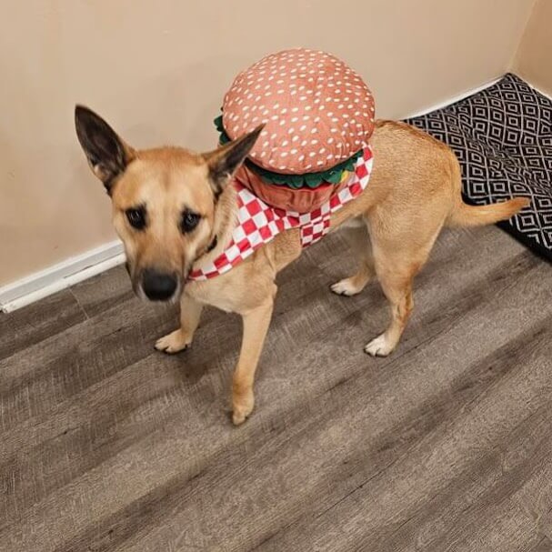 Riggs 🍔🎃👻