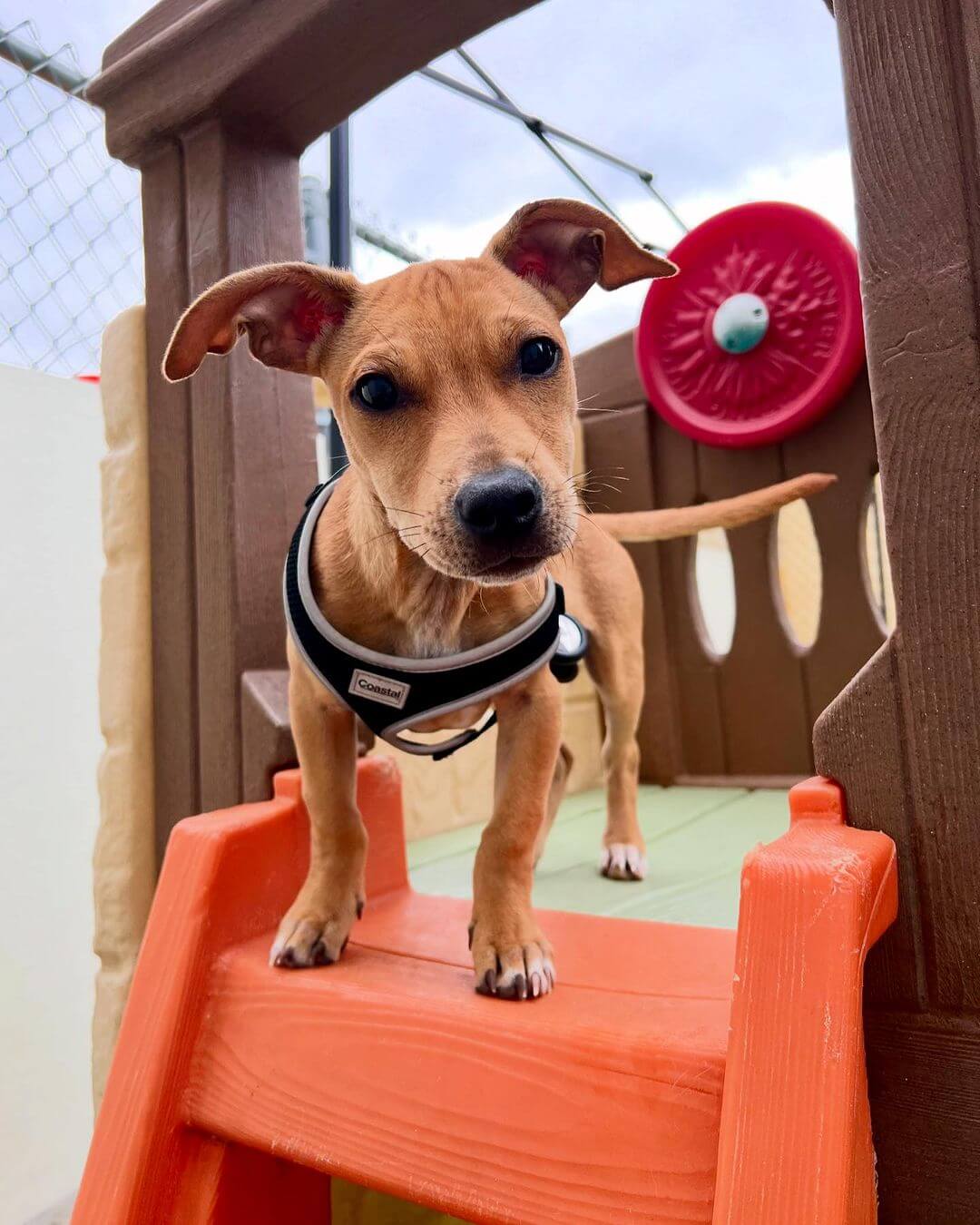 Rigatoni 🥰 #Dogcabinllc #middletownct #doogydaycare #dog #dogsofinstagram