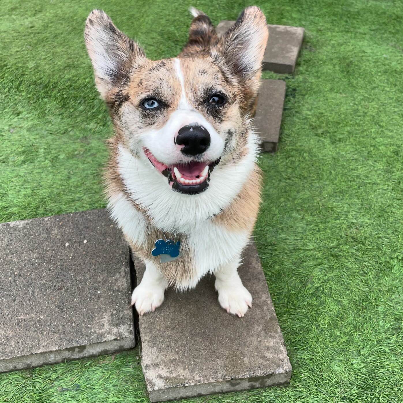 Hi Sage 👻❤️ #dogcabinllc #middletownct #doggydaycare