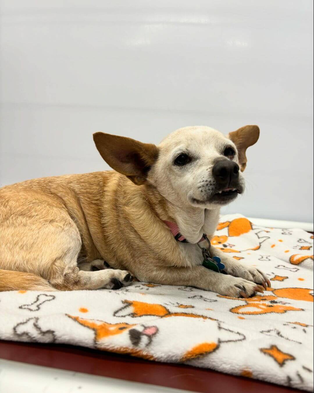 Hi Laverne ❤️ #dogcabinllc #olddogsrule #middletownct #doggydaycare