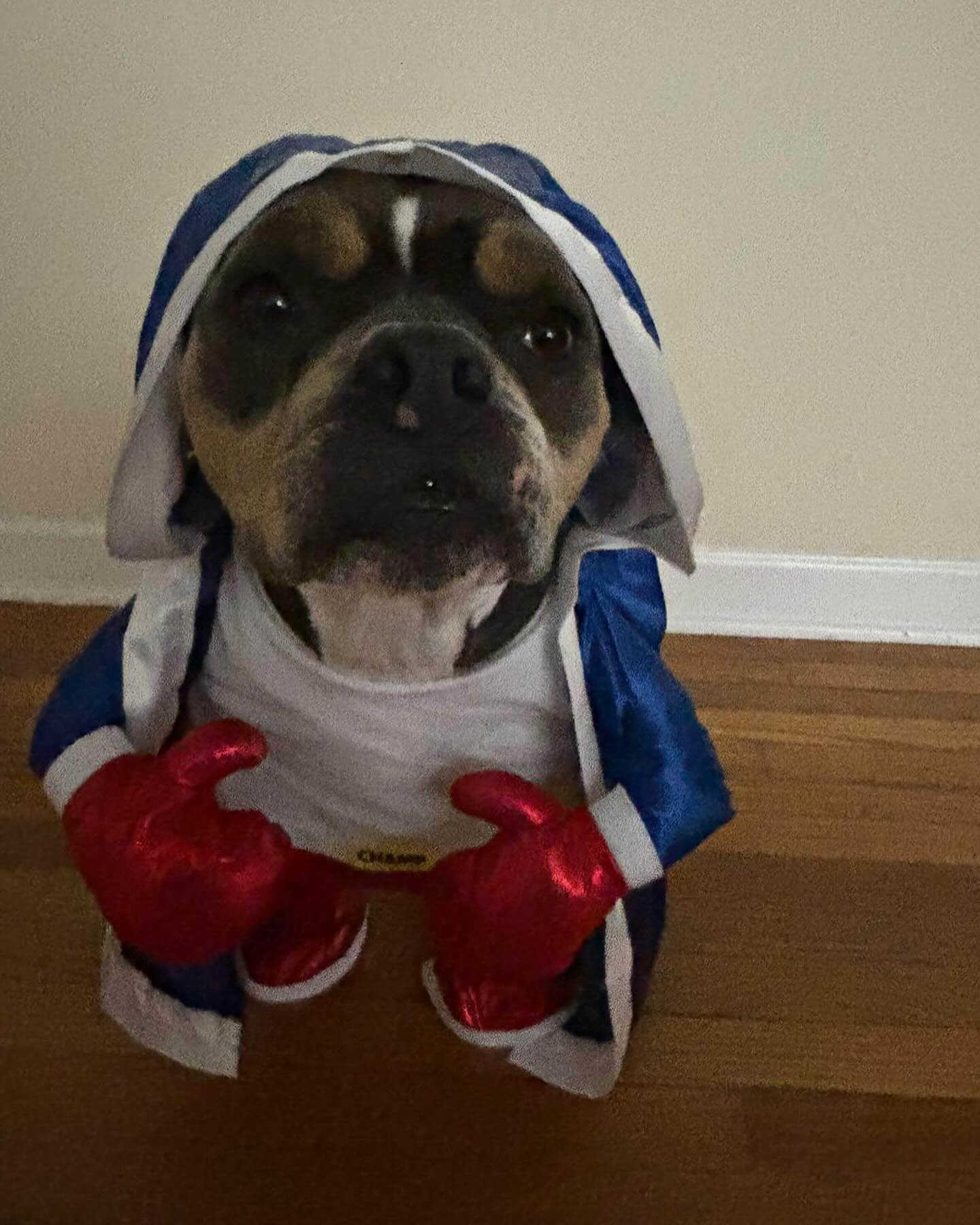 Bouy 🥊 the boxing champion