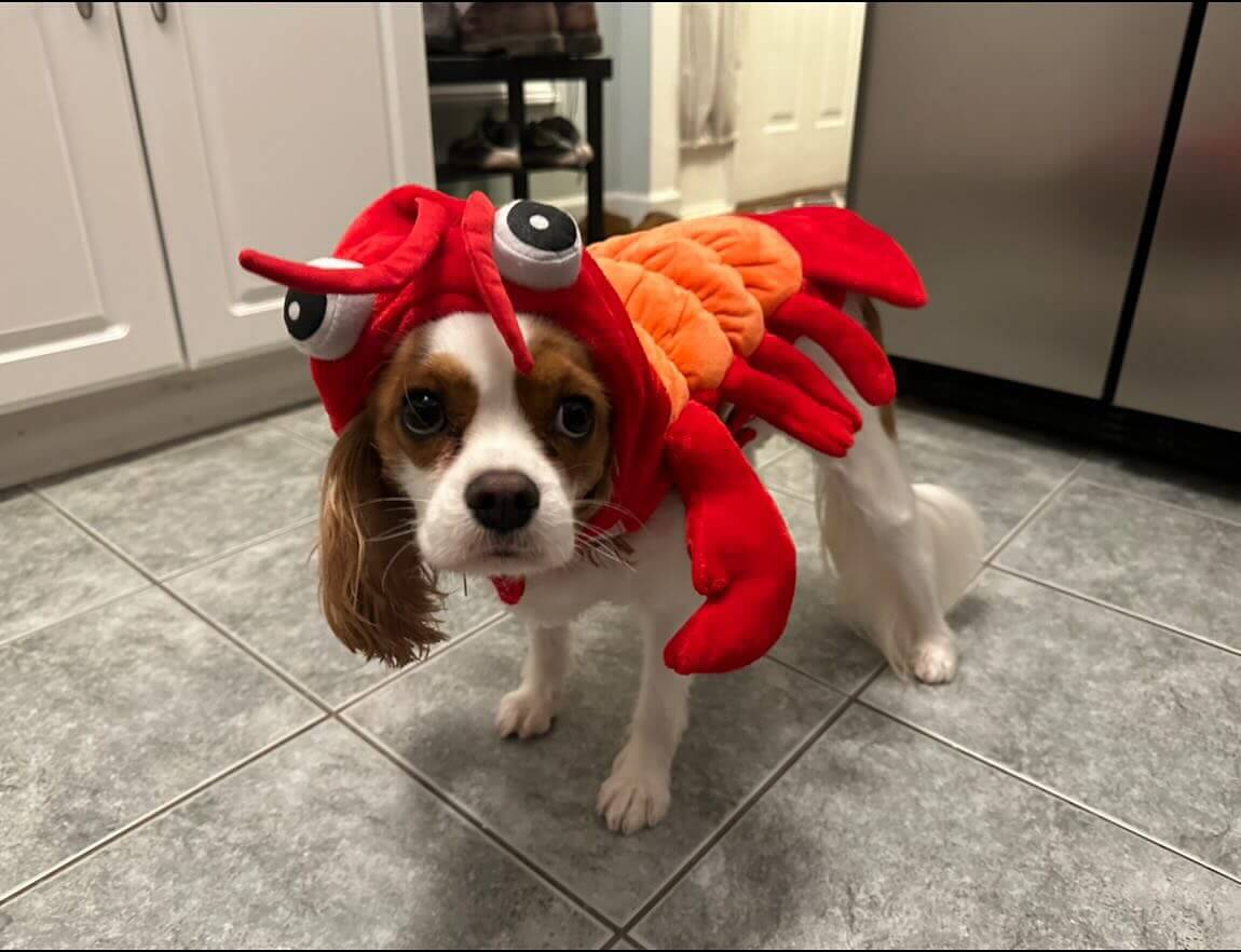 Kalvin 🦞🍤🦐
