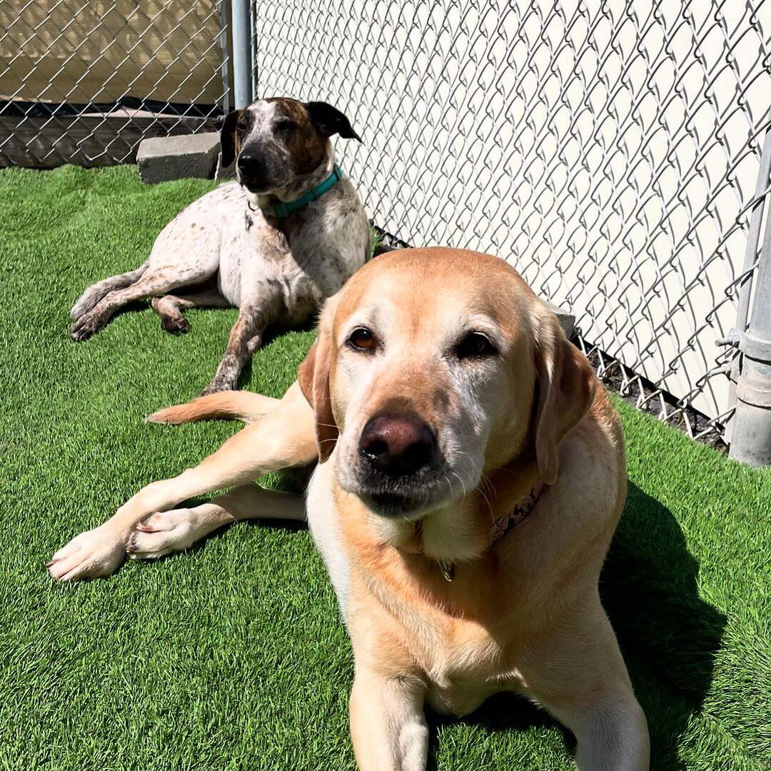 Miss Sophie & Pepper Scarlet ❤️! #dogsofinstagram #dogcabinllc #Middletownct #dog