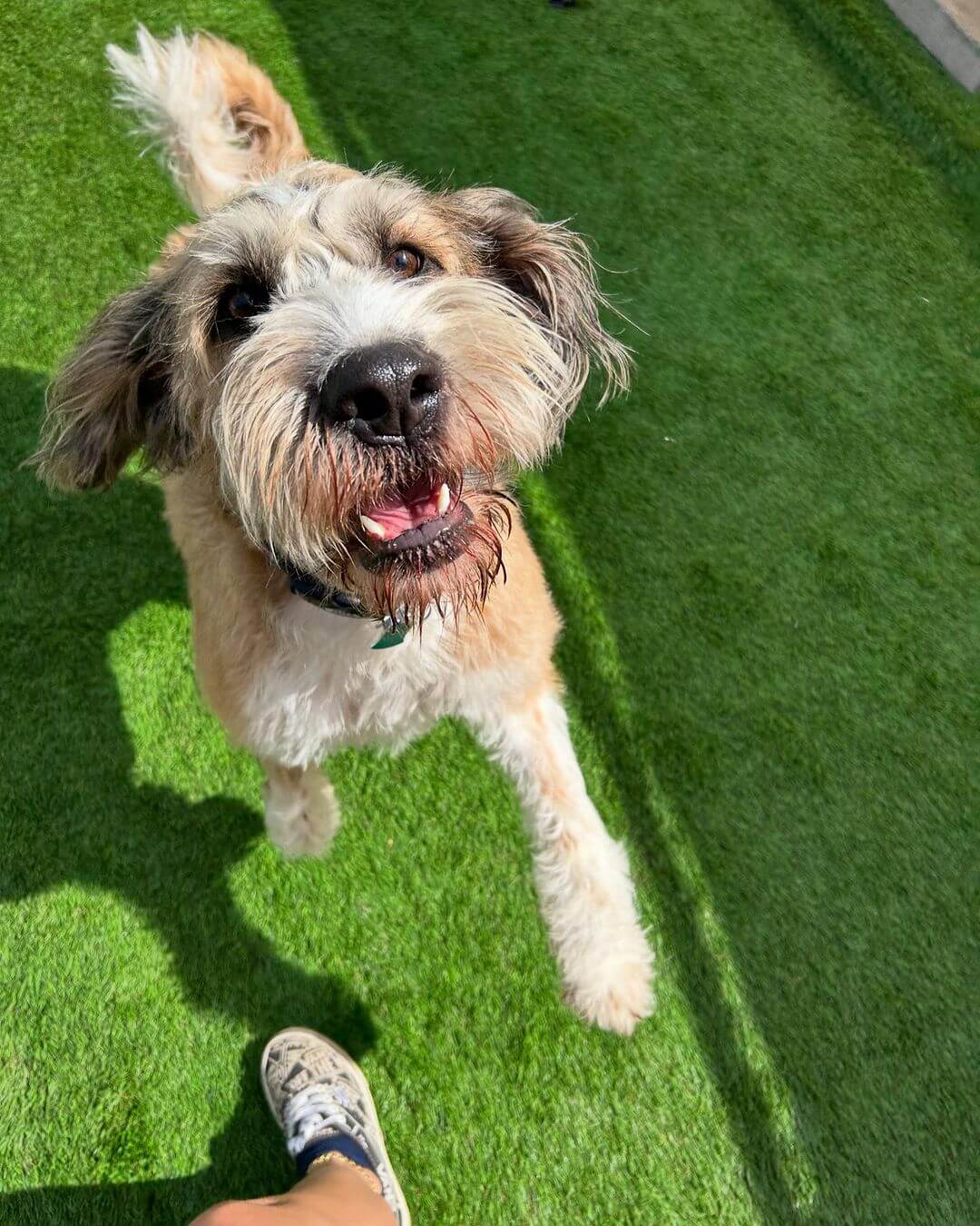 Do you know The Dog Cabin has a new Facebook page!? 🐕🐾 You can find the link in our bio. #dogcabinllc #dog #doggroomer #doggydaycare