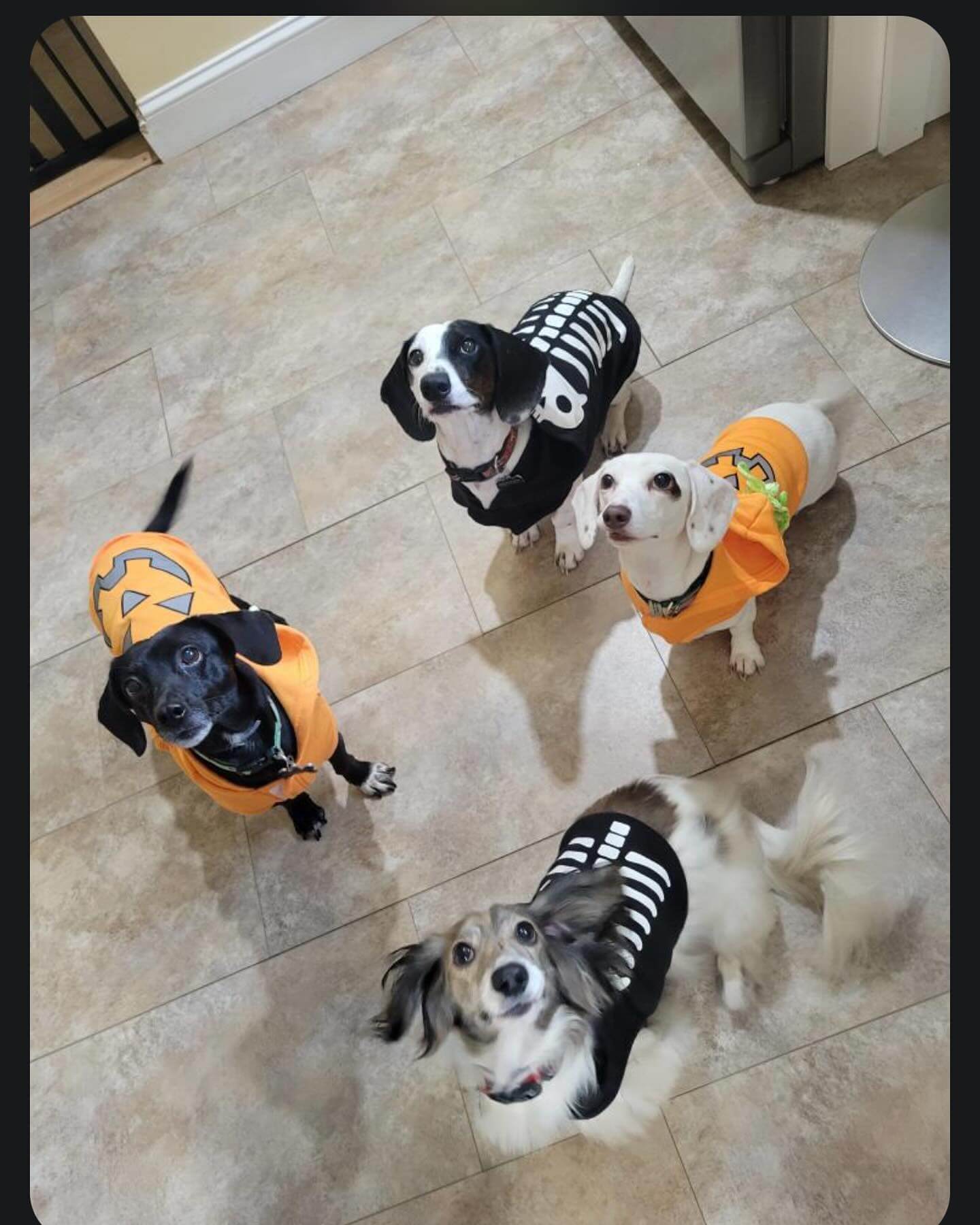 Oats, Ollie, Ozzy, Odin 🎃