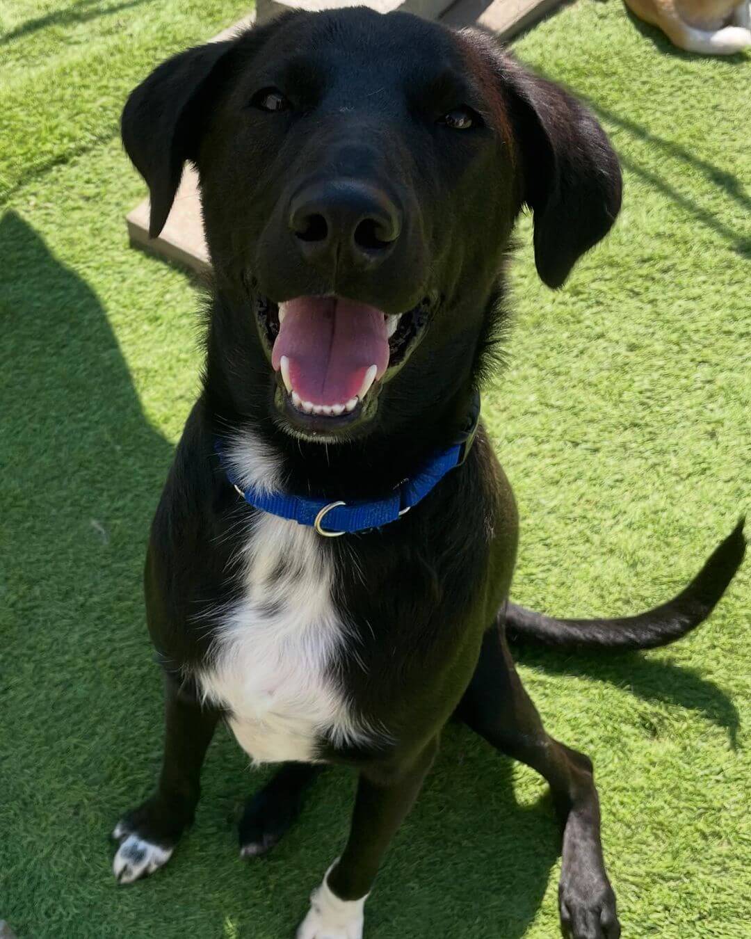 Wednesday are always the best when you’re at The Dog Cabin🤍🥰 #doogcabinllc #Middletownct #daycare #dog