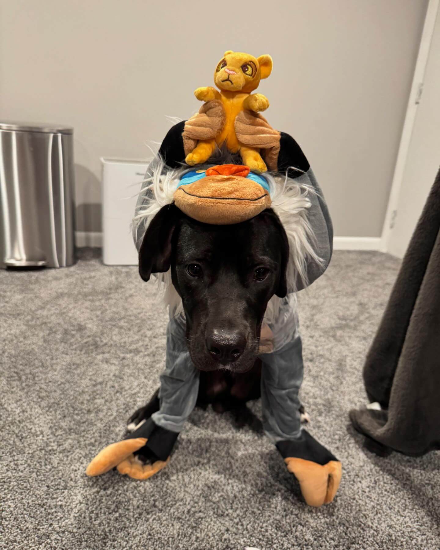🦁🦁🐒🦍