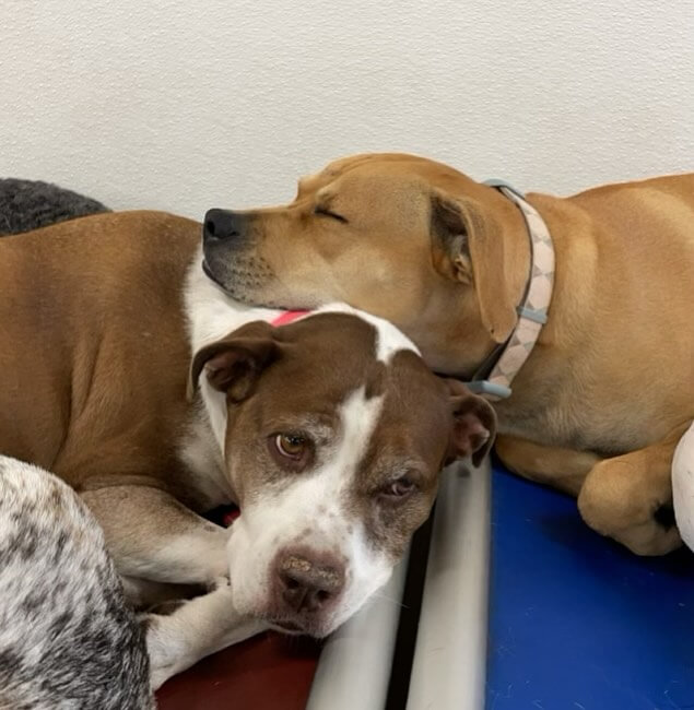Stella & Sammy 💤😴 #dogcabinllc #dog #monday #doglover #dogsofinstagram