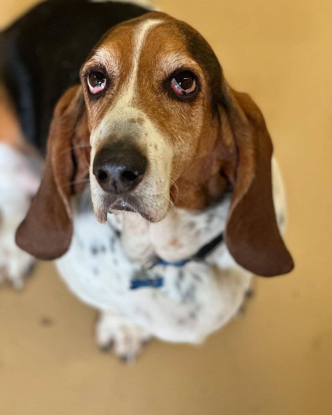Oliver wants to remind everyone to book their Holiday reservations! 🎃🦃🎄Call the Dog Cabin at 860-704-8080 or email Dogcabin@sbcglobal.net