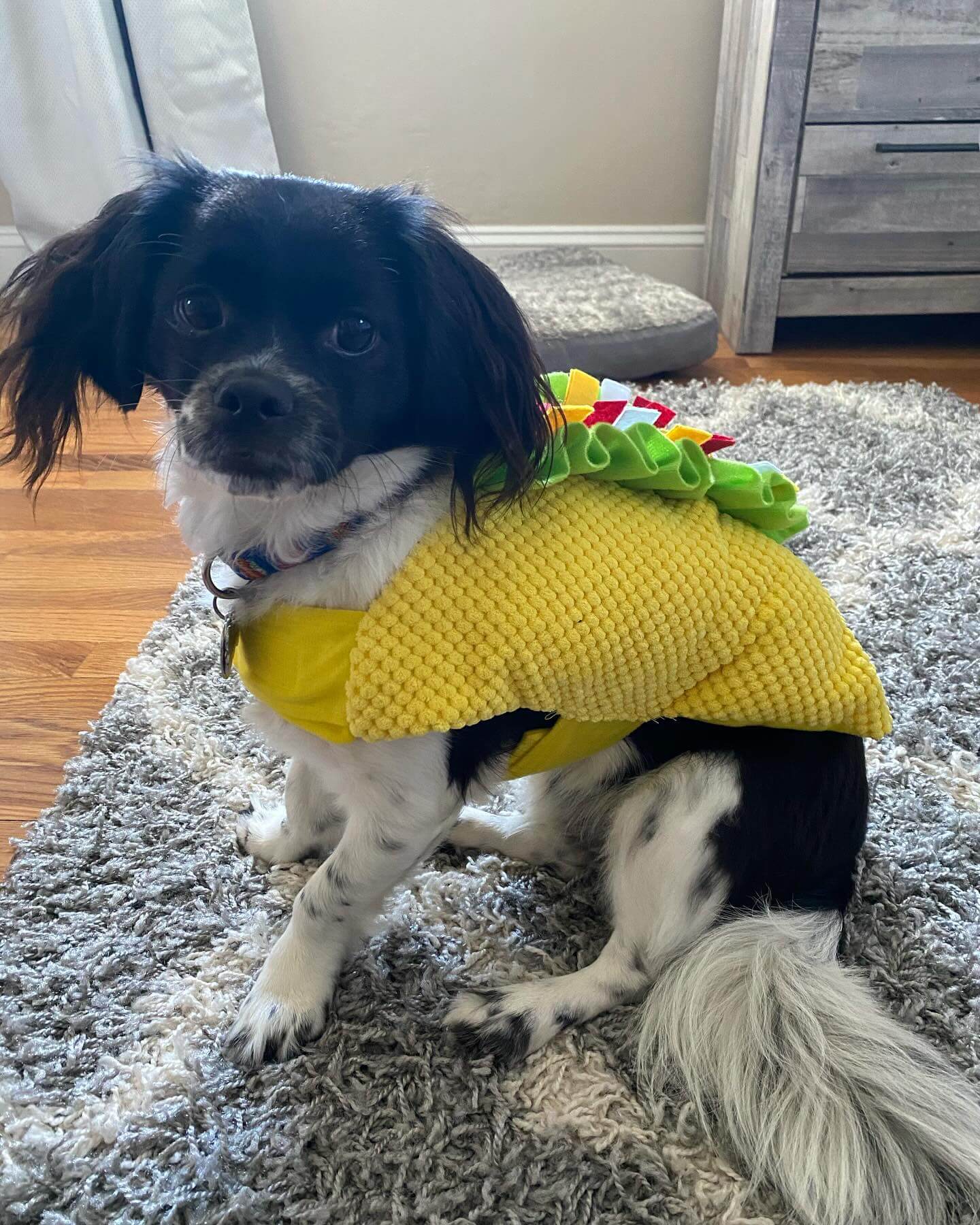 Mo wants to remind everyone to send us their Halloween photos. You can DM or email it to us at dogcabin@sbcglobal.net #middletown #dogcabinllc 👻🎃🎃