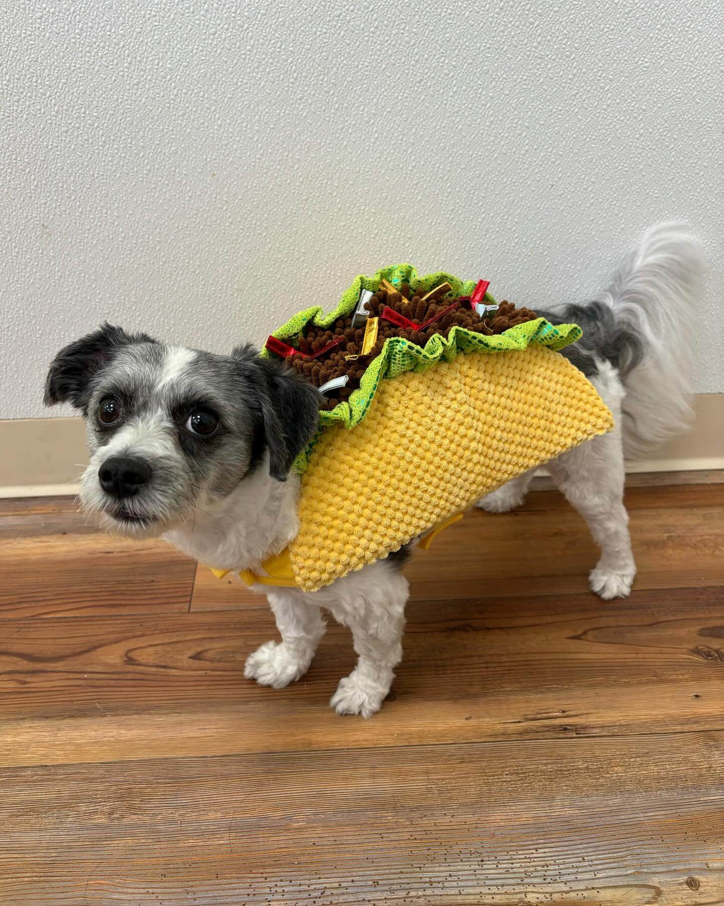 🌮🌮🌮🌮🌮
